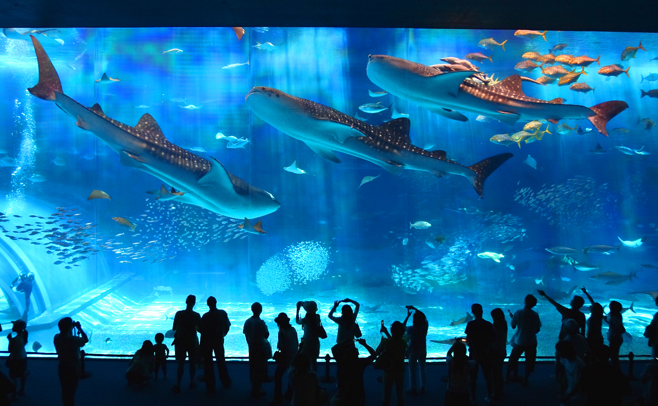 Large aquarium acrylic aquarium market is heating up rapidly