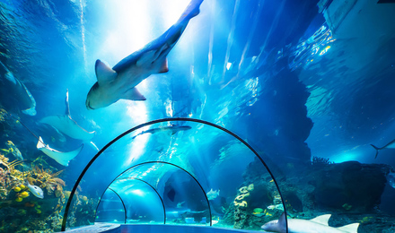 Have You Ever Known Acrylic Aquarium?